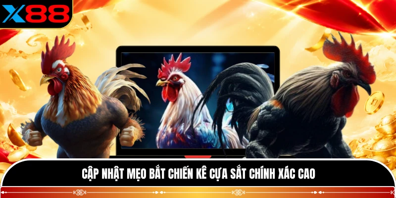 Cập nhật mẹo bắt chiến kê cựa sắt chính xác cao